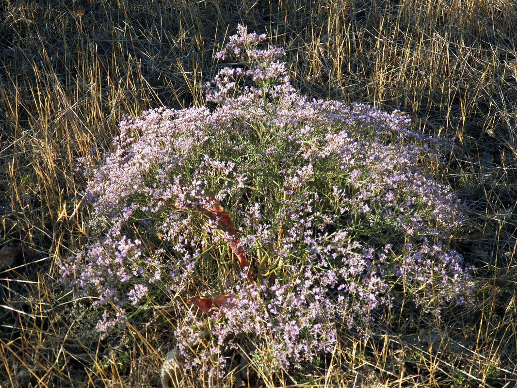 Изображение особи Limonium scoparium.