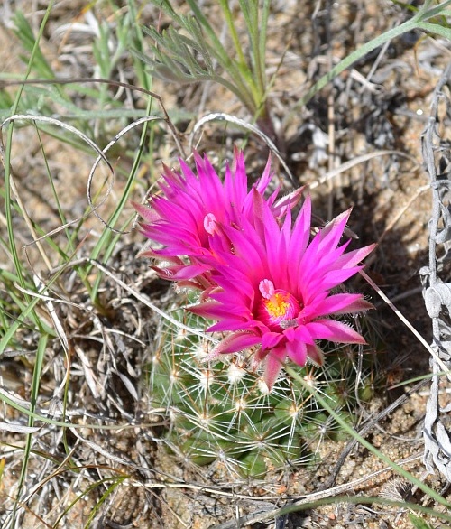 Image of Escobaria vivipara specimen.