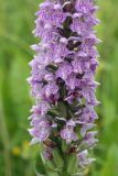 Dactylorhiza baltica