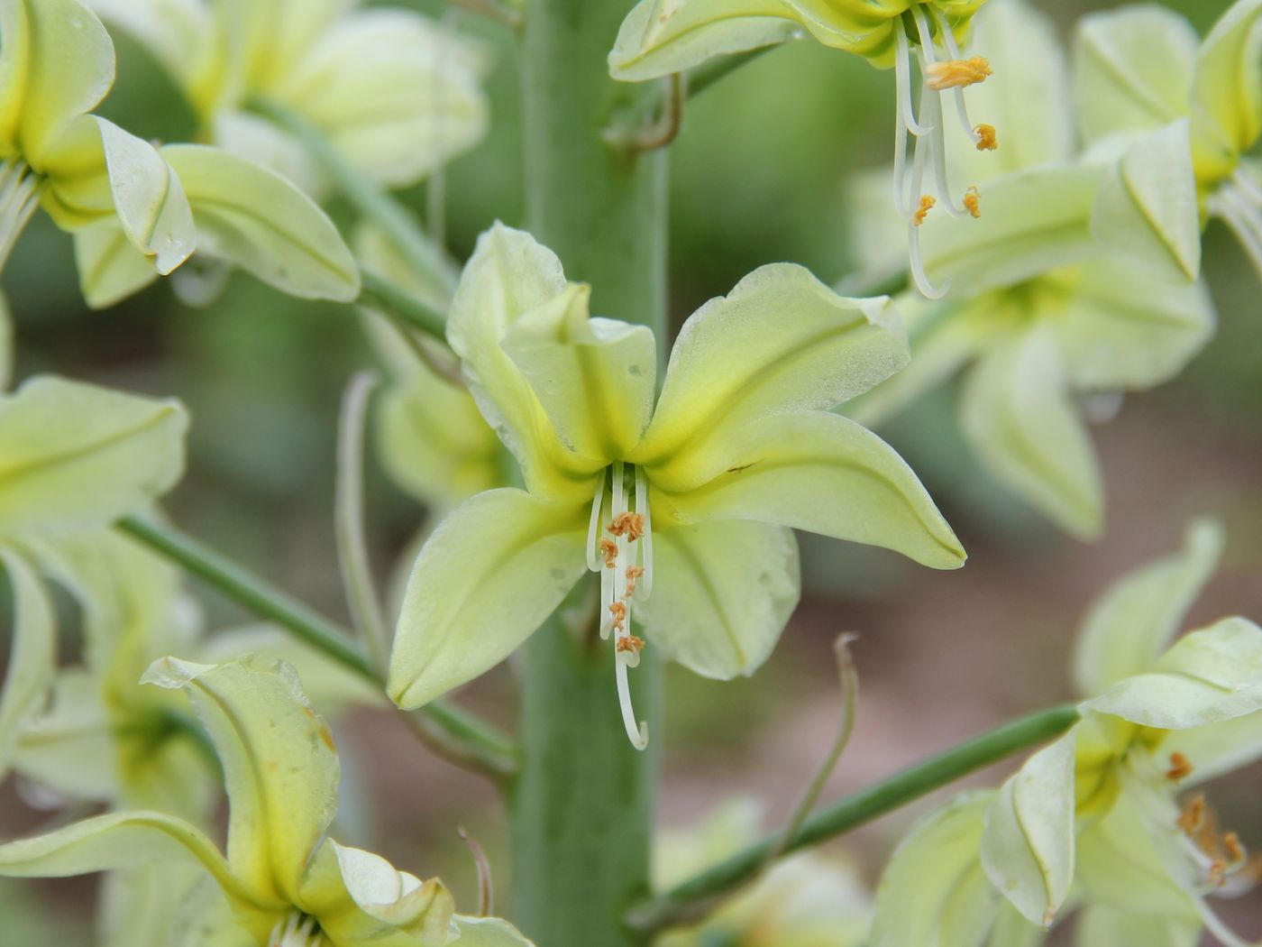 Изображение особи Eremurus luteus.