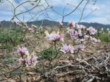 Limonium michelsonii. Ветви с соцветиями. Казахстан, Сев. Тянь-Шань, плато Сюгаты, щебнистый участок нагорной пустыни. 24 мая 2016 г.