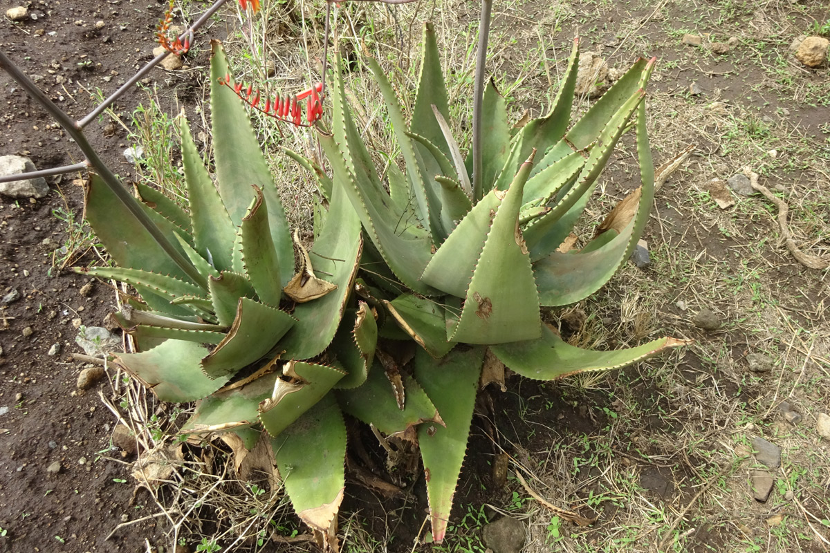 Изображение особи Aloe secundiflora.