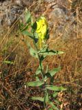 Linaria genistifolia подвид dalmatica. Верхушка цветущего побега. Хорватия, Дубровник, гора Srd, травянистый склон с одиночными кустарниками. 28 августа 2010 г.