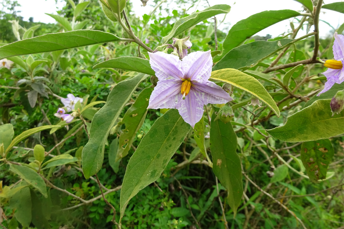 Изображение особи Solanum incanum.