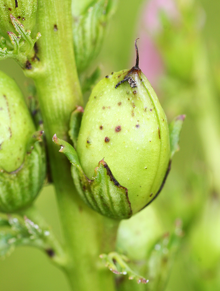 Image of Pedicularis grandiflora specimen.