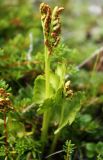 Botrychium boreale. Спороносящее растение. Мурманская обл., Восточный Мурман, окр. пос. Дальние Зеленцы, задернованный уступ на скале. 05.08.2010.