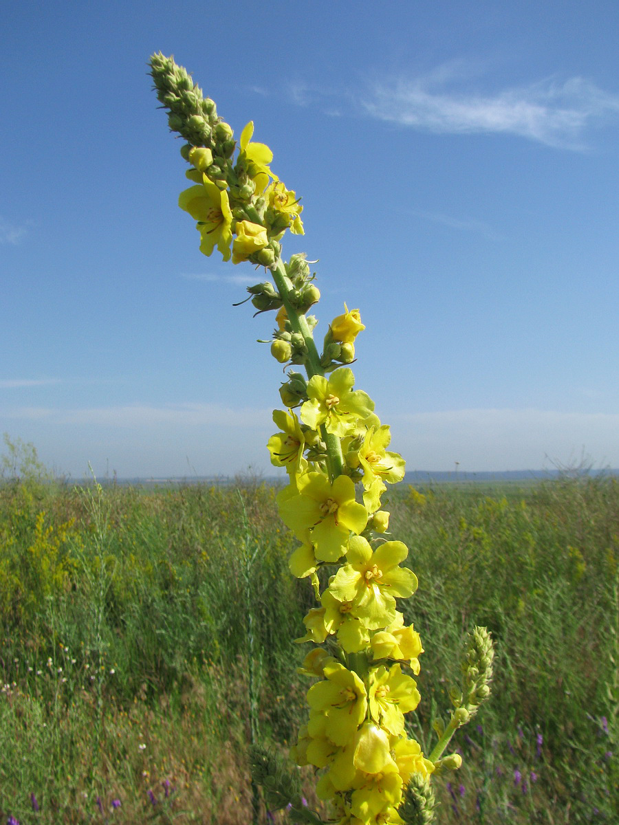 Изображение особи Verbascum densiflorum.