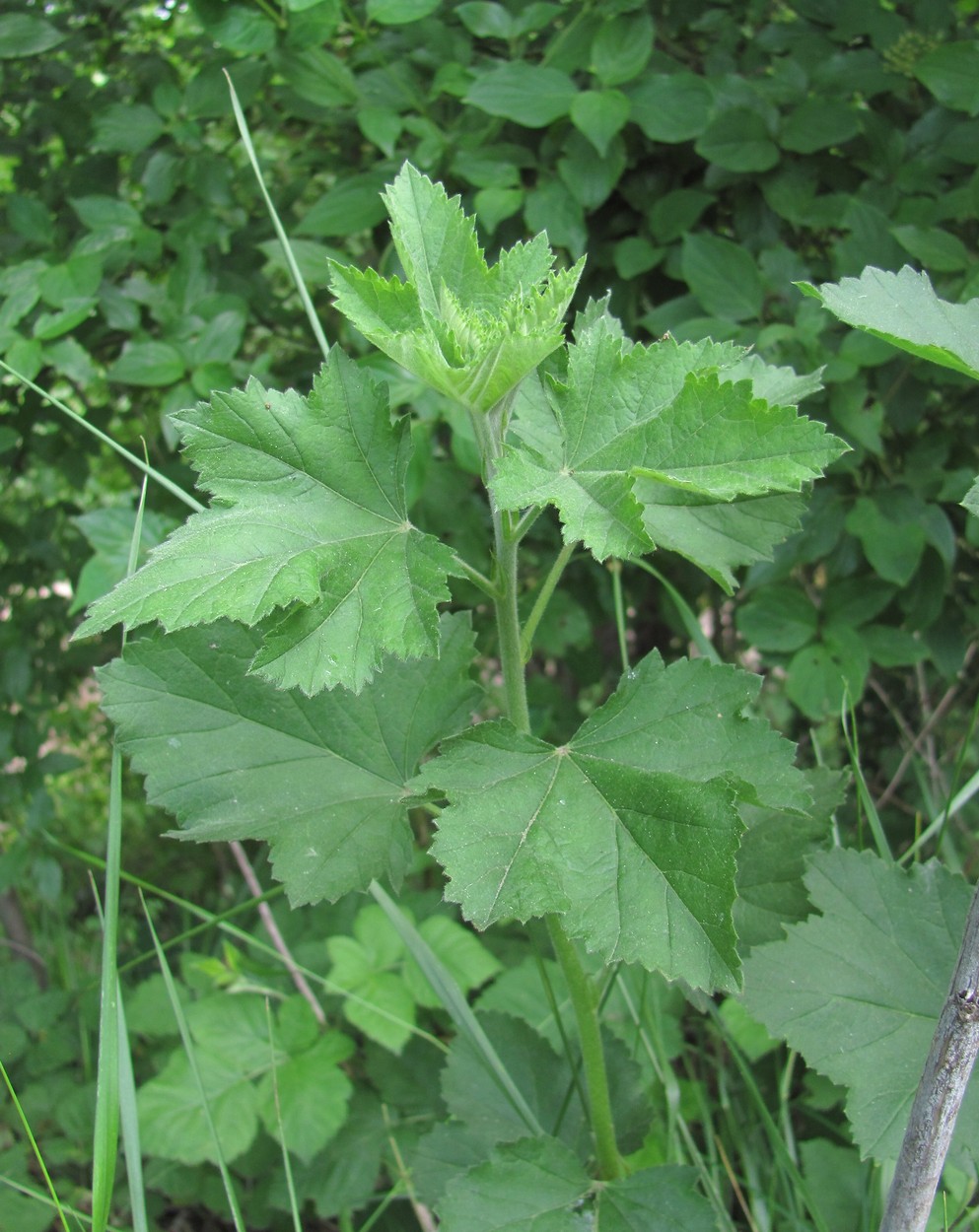 Image of Althaea armeniaca specimen.