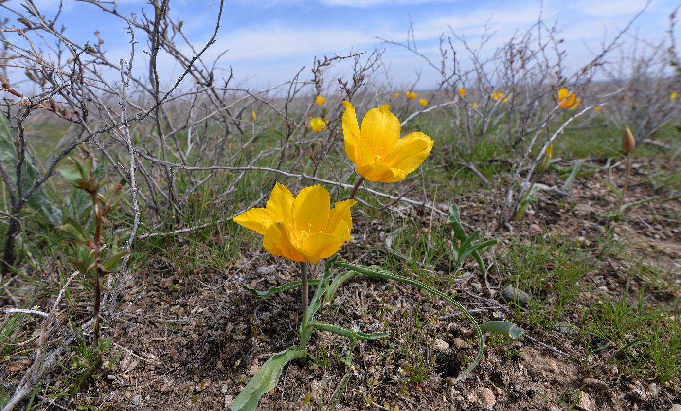 Image of Tulipa ostrowskiana specimen.