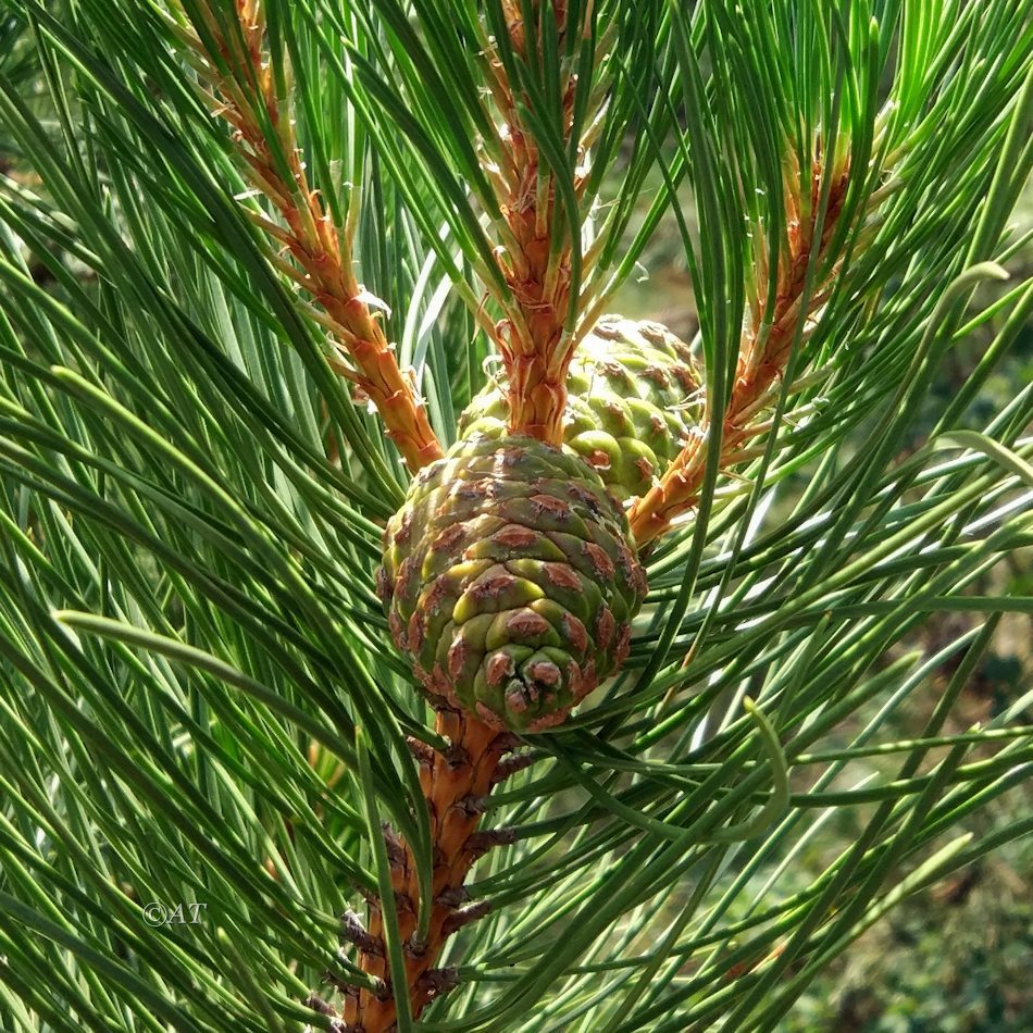 Image of Pinus sylvestris ssp. hamata specimen.