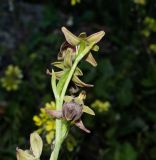 Ophrys mammosa