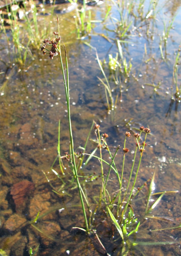 Image of Juncus articulatus specimen.