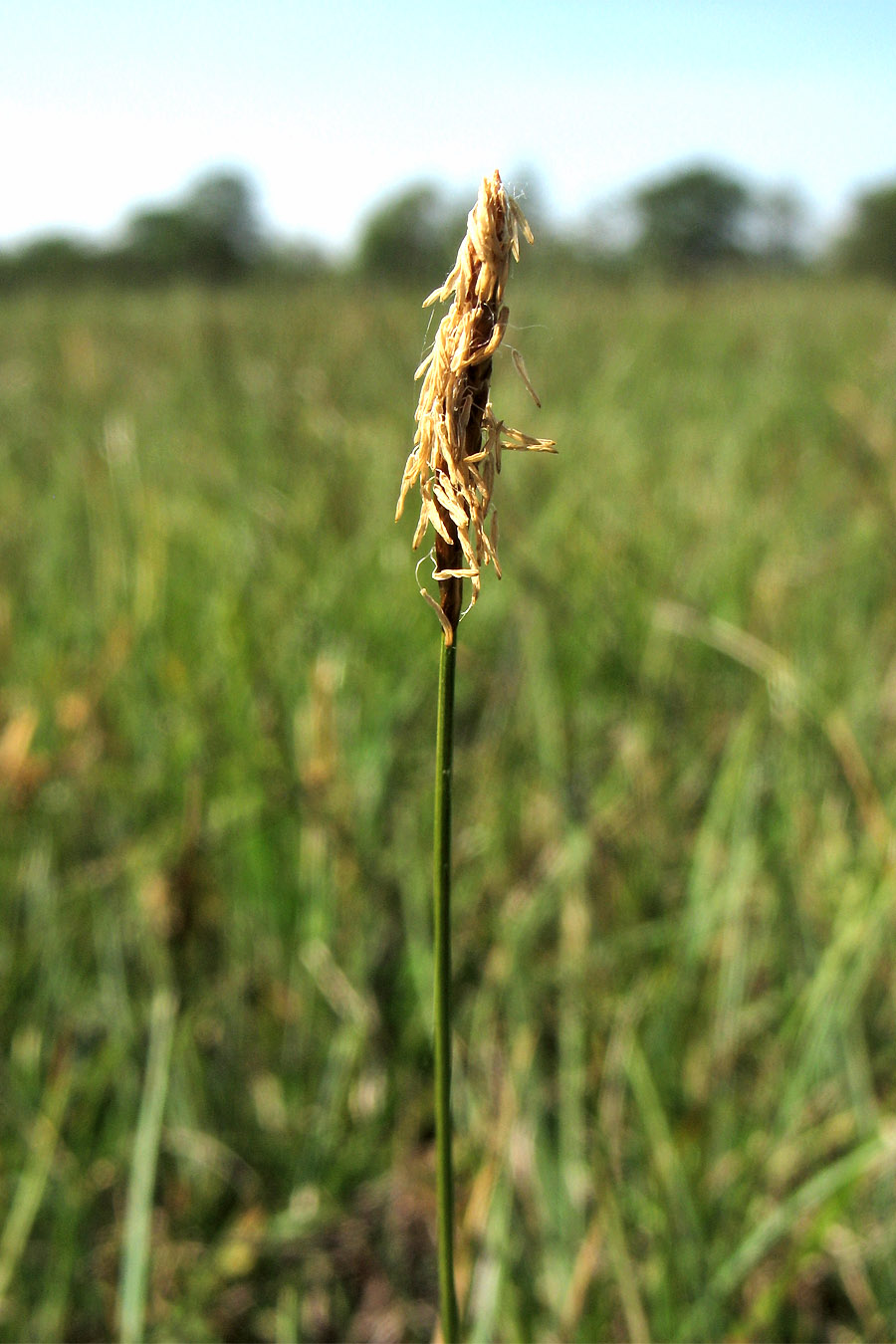 Image of Carex dioica specimen.