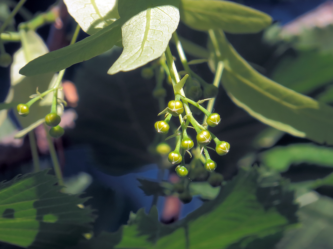 Image of Tilia platyphyllos specimen.