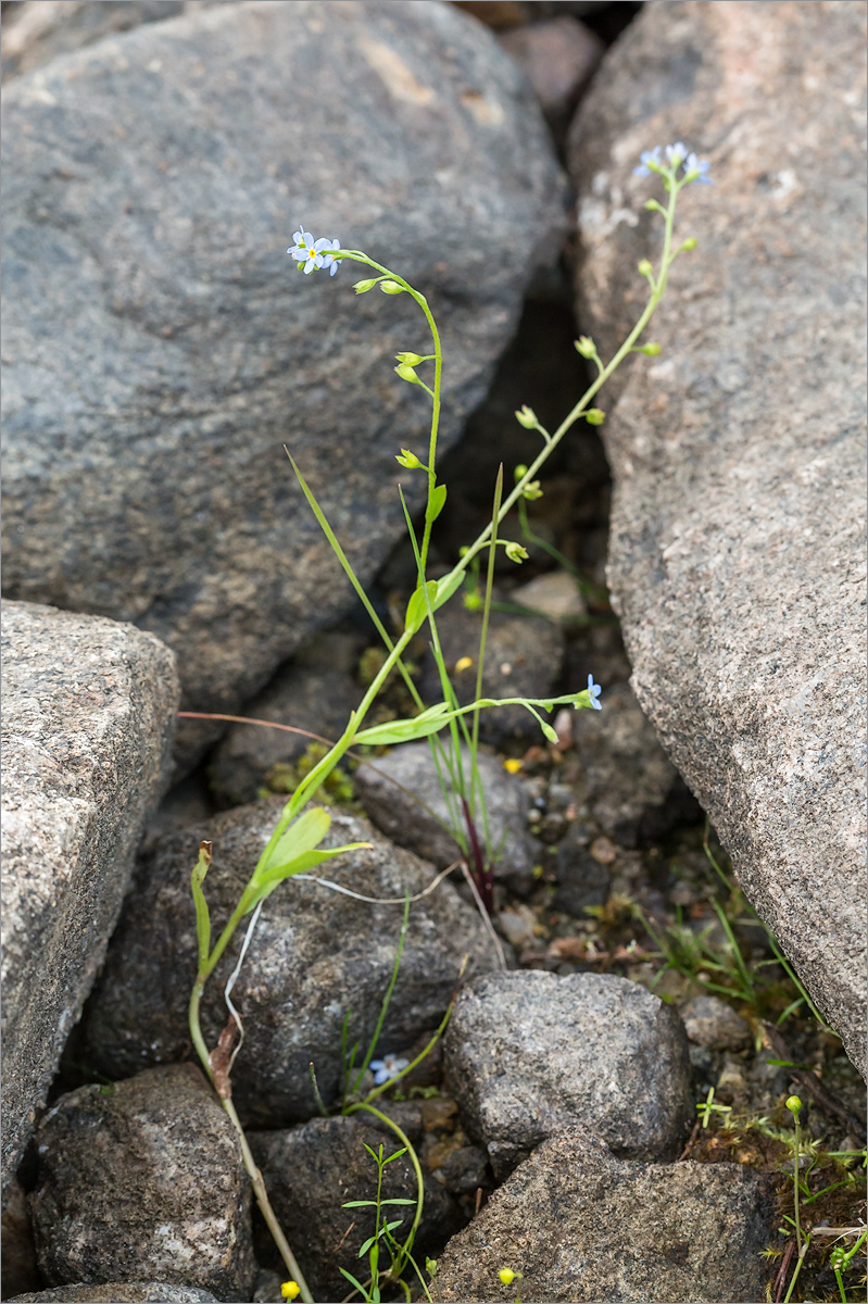 Изображение особи Myosotis cespitosa.