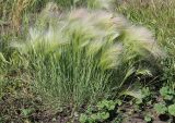 Hordeum jubatum