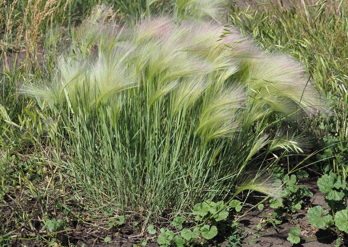 Image of Hordeum jubatum specimen.