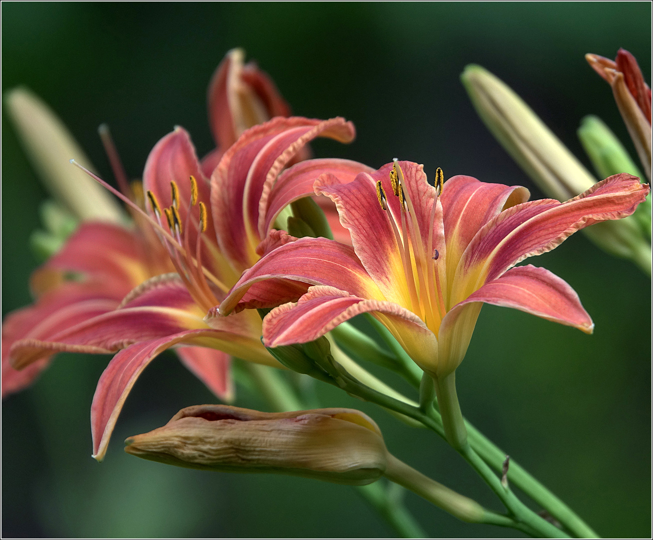 Image of Hemerocallis &times; hybrida specimen.