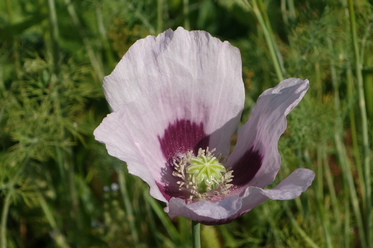 Изображение особи Papaver somniferum.