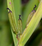 Aristea ecklonii