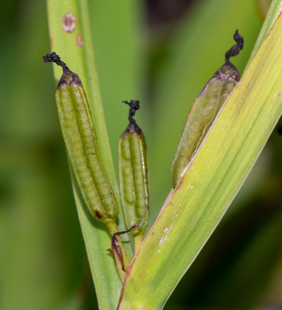 Image of Aristea ecklonii specimen.