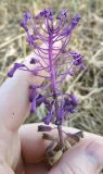 Leopoldia comosa