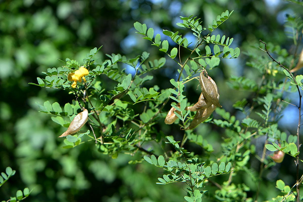 Image of Colutea arborescens specimen.