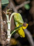 Anagyris foetida. Угнетённый побег с несвоевременным цветком. Греция, Эгейское море, о. Сирос, окр. пос. Галисас (Γαλησσάς), дно ущелья. 21.04.2021.