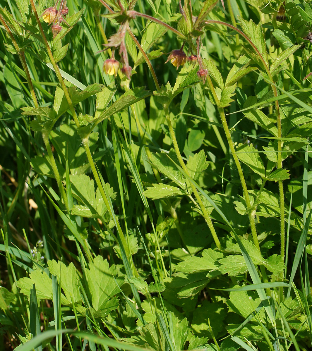 Image of Geum × intermedium specimen.