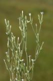 Image of taxon representative. Author is Владимир Эпиктетов
