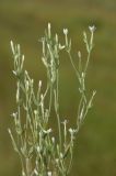 Centaurium meyeri