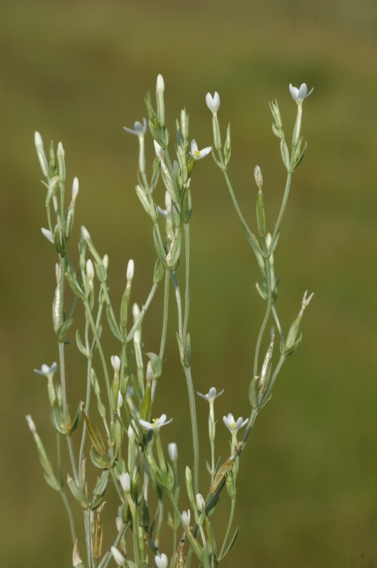 Image of Centaurium meyeri specimen.