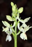 Orchis provincialis. Соцветие. Краснодарский край, г/о Сочи, Лазаревский р-н, окр. ж.-д. станции Чемитоквадже, склон С экспозиции, дубовый лес. 28 апреля 2021 г.