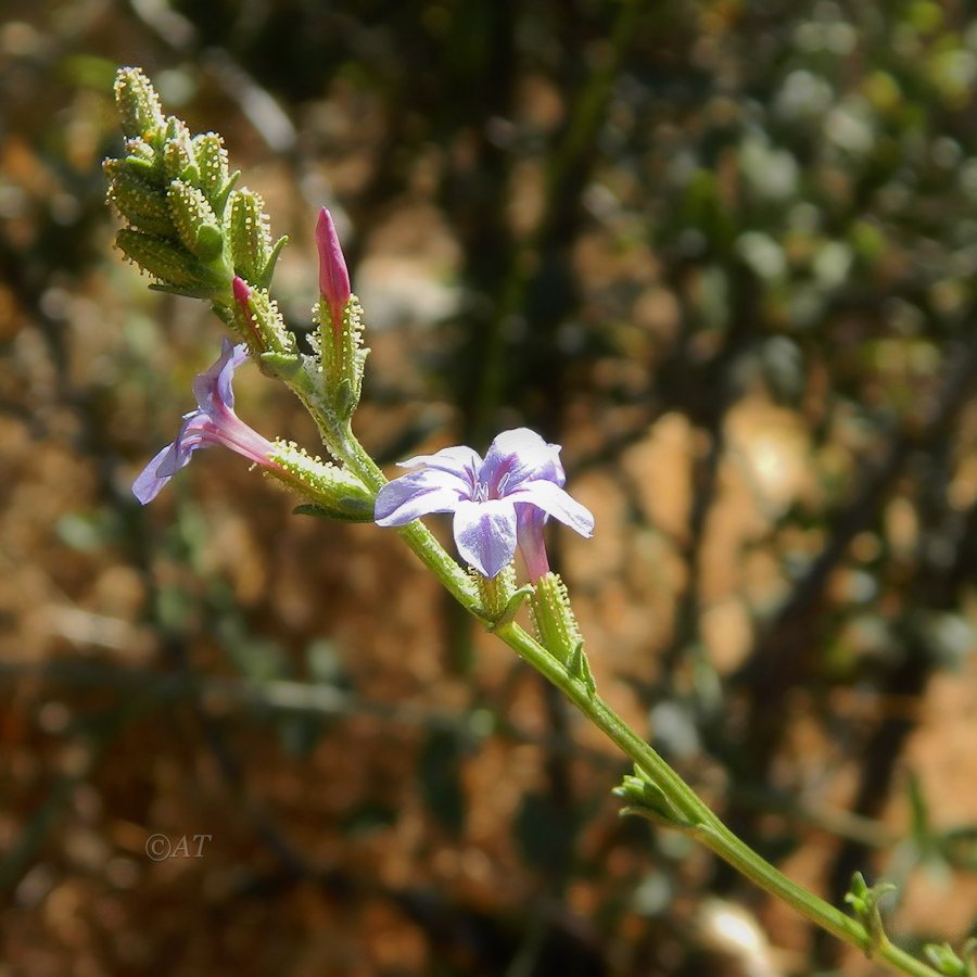 Image of Plumbago europaea specimen.