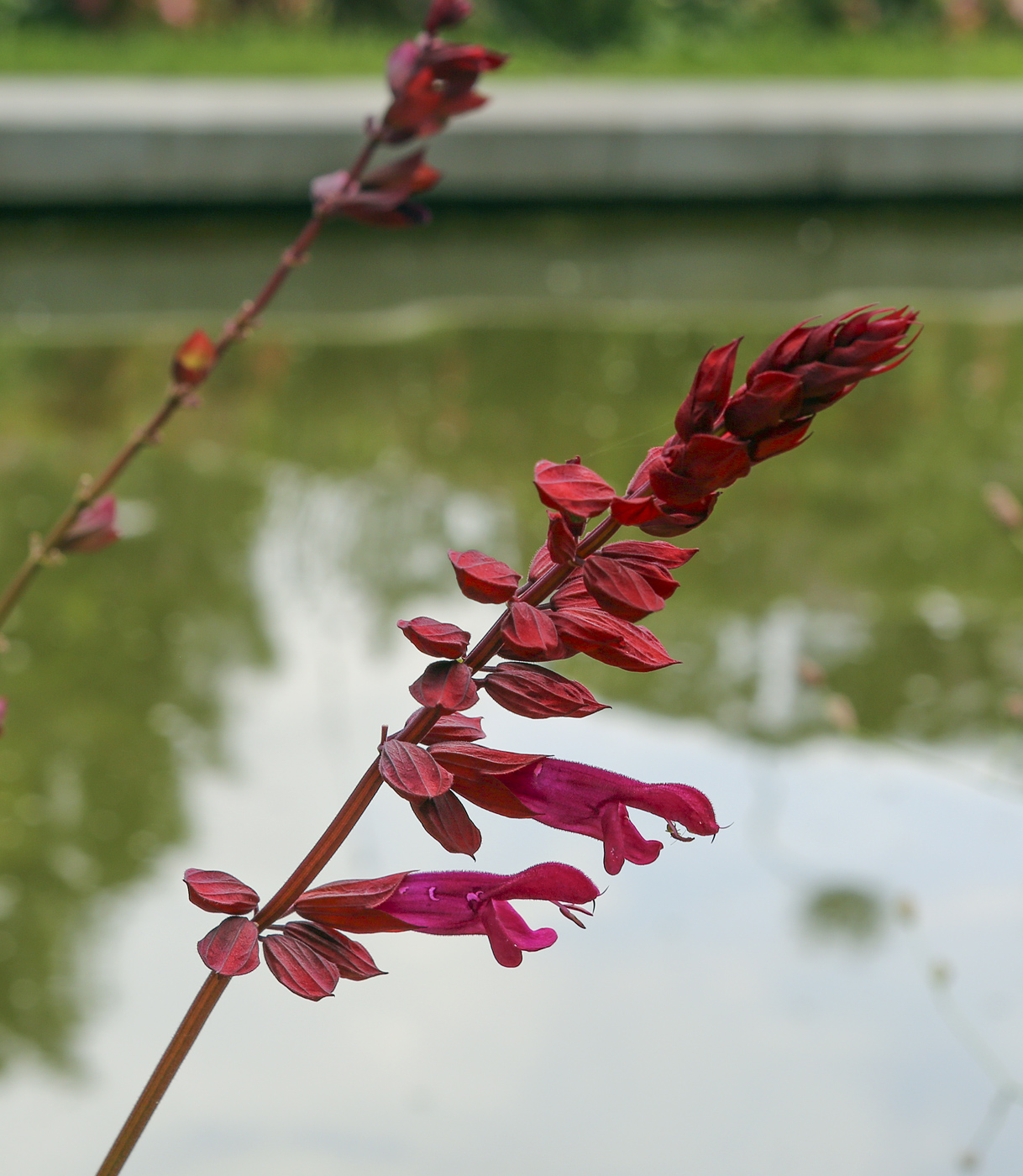 Image of Salvia splendens specimen.