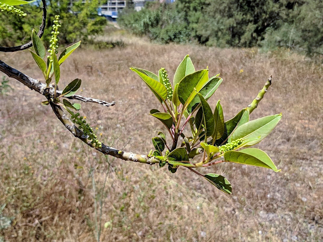 Изображение особи Phytolacca dioica.