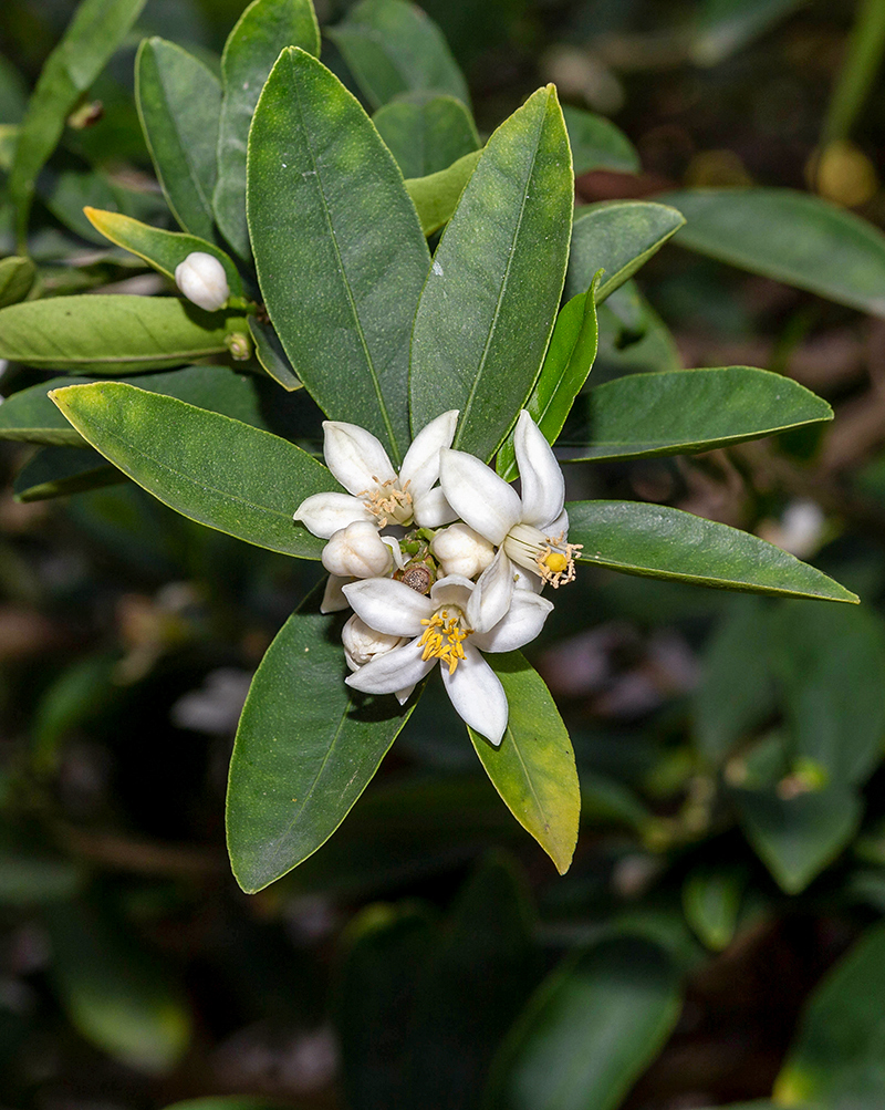 Image of Citrus limon specimen.