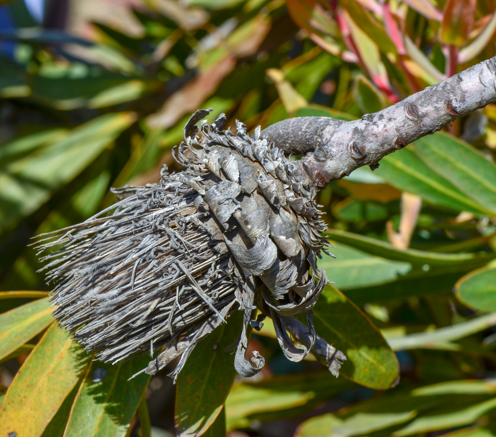 Image of Protea obtusifolia specimen.