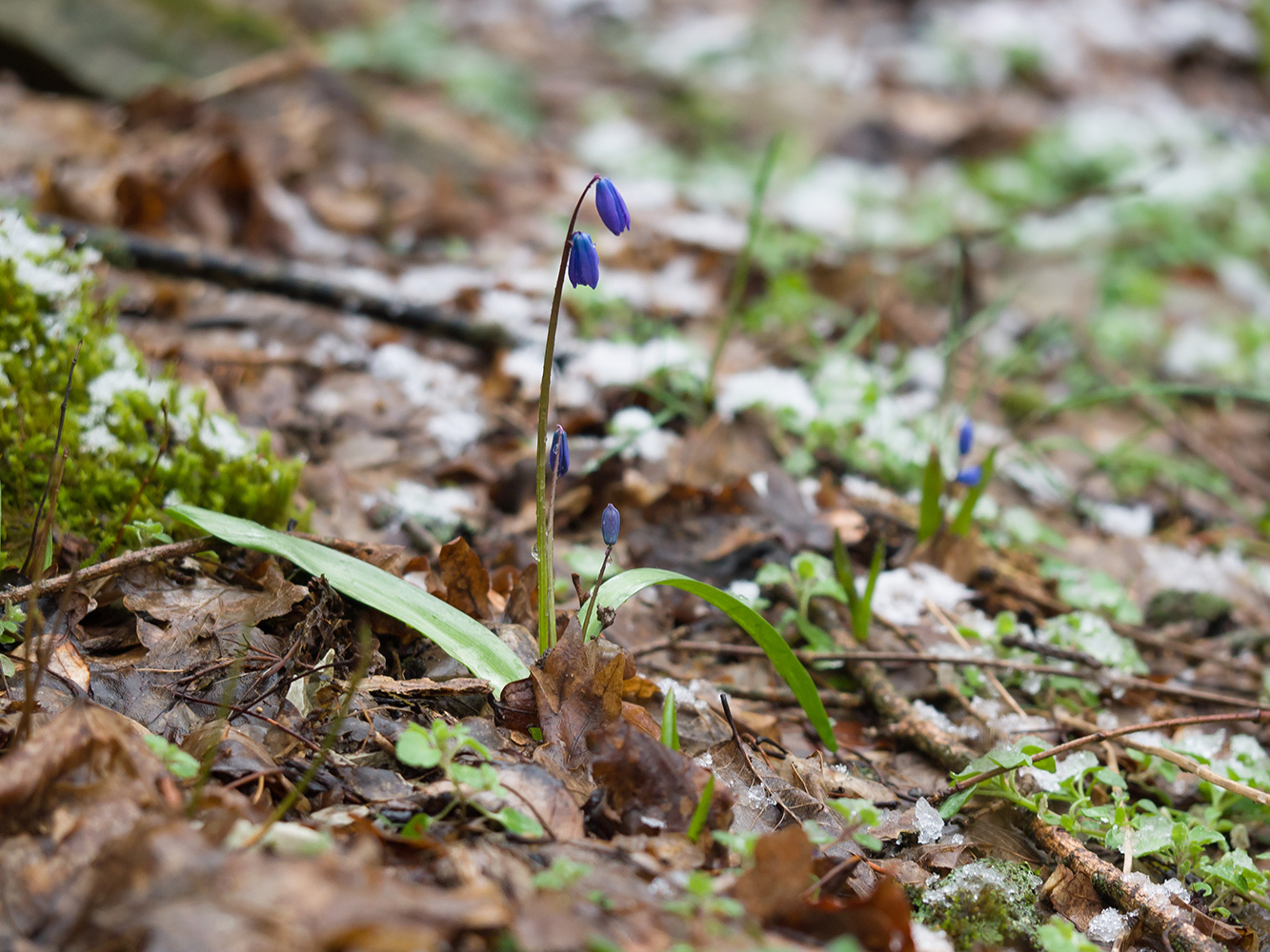 Изображение особи Scilla siberica.