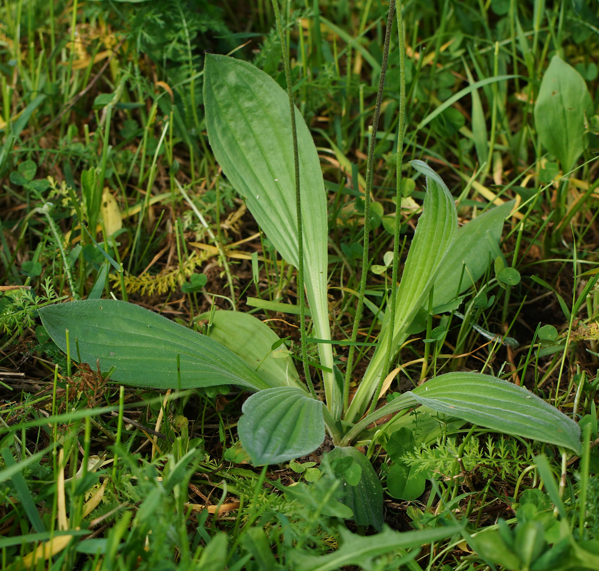 Image of Plantago urvillei specimen.