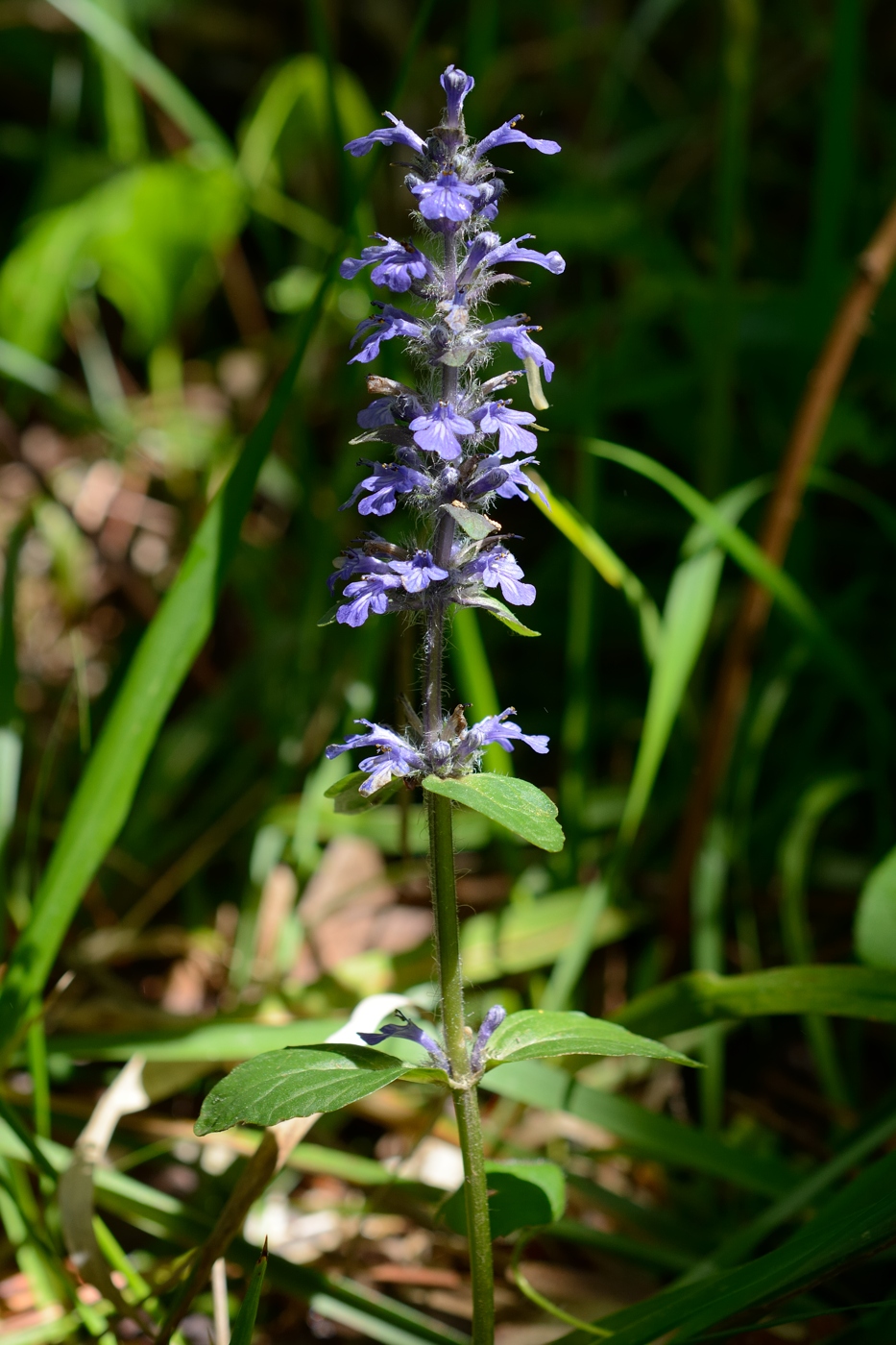 Image of Ajuga reptans specimen.