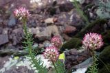 Pseudosedum longidentatum