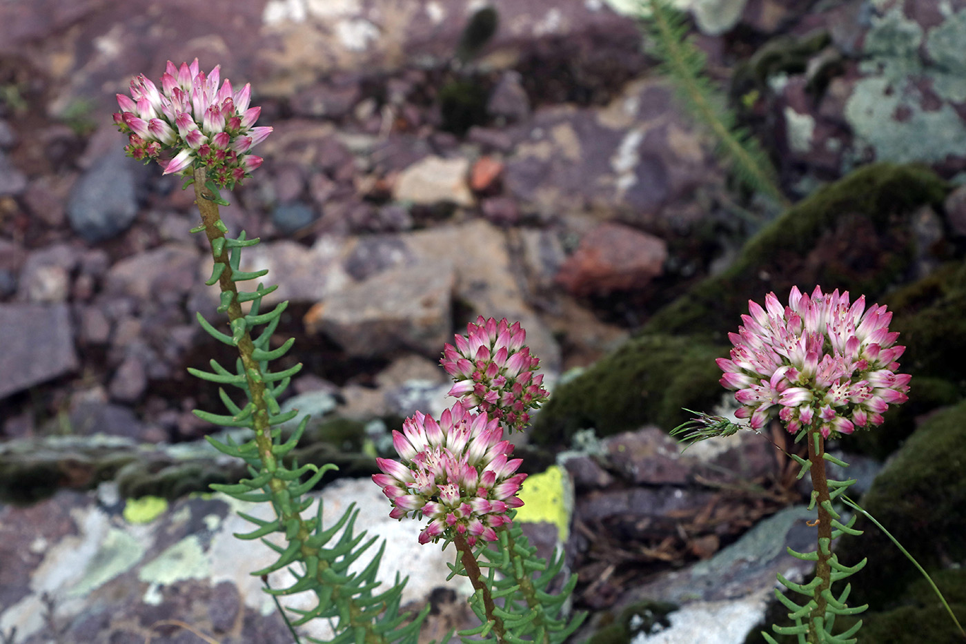 Image of Pseudosedum longidentatum specimen.