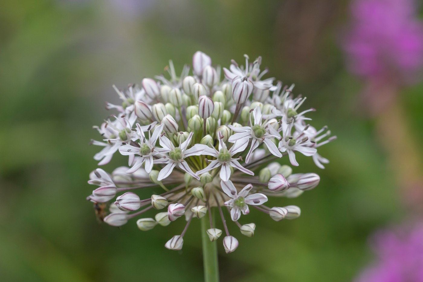 Image of Allium decipiens specimen.