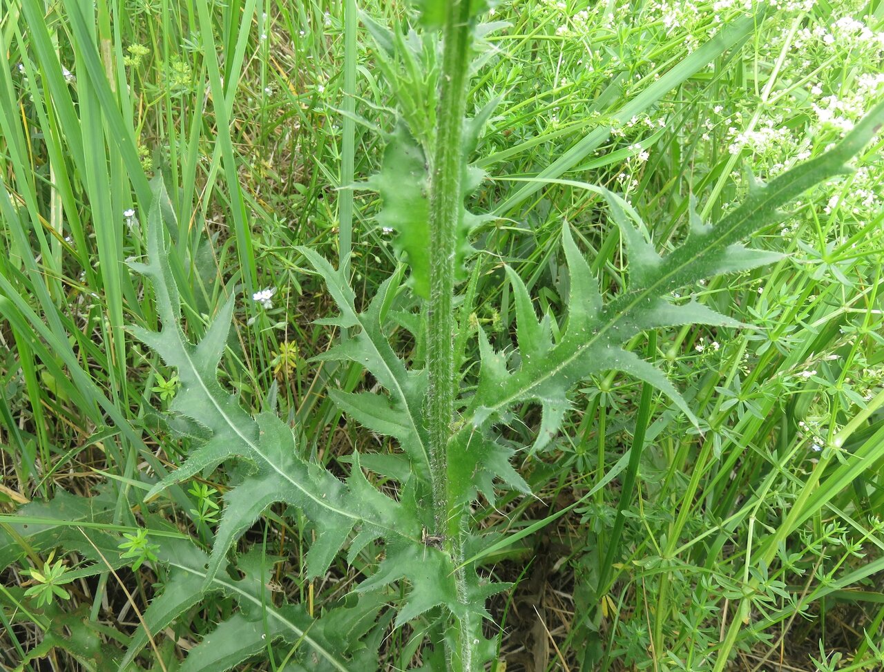 Image of Cirsium canum specimen.