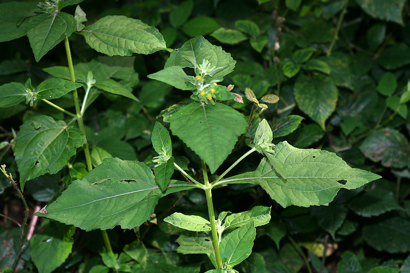 Image of Sigesbeckia orientalis specimen.