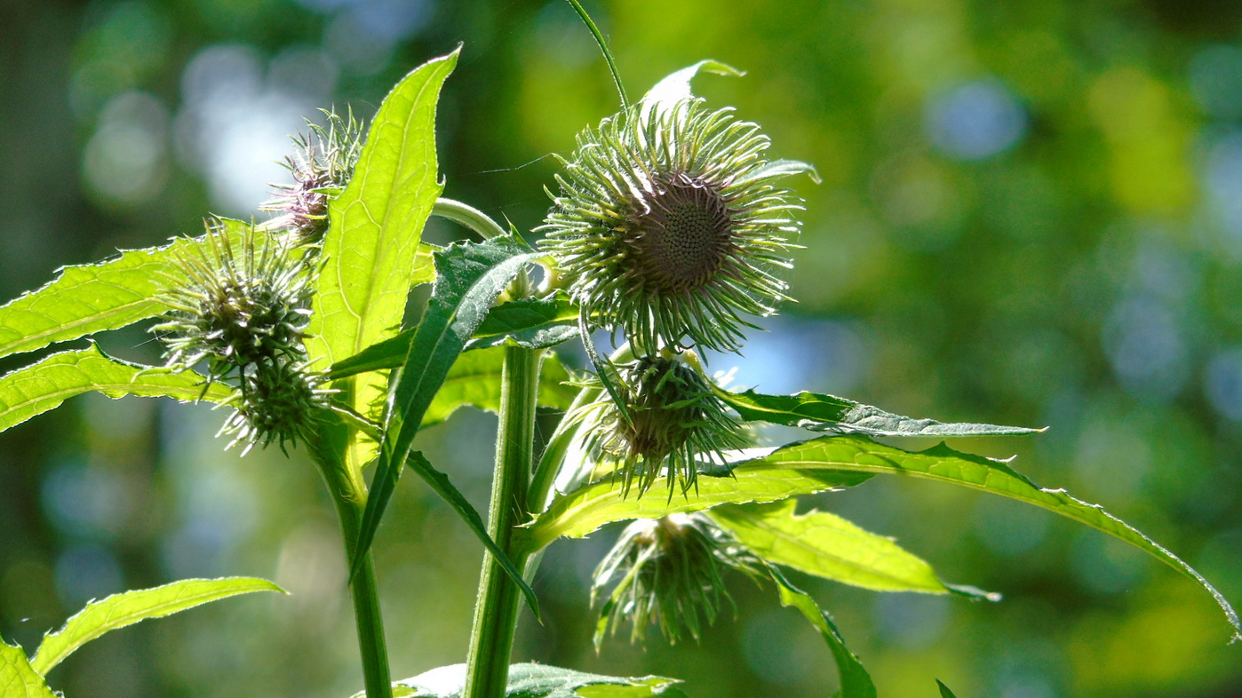 Image of Cirsium kamtschaticum specimen.