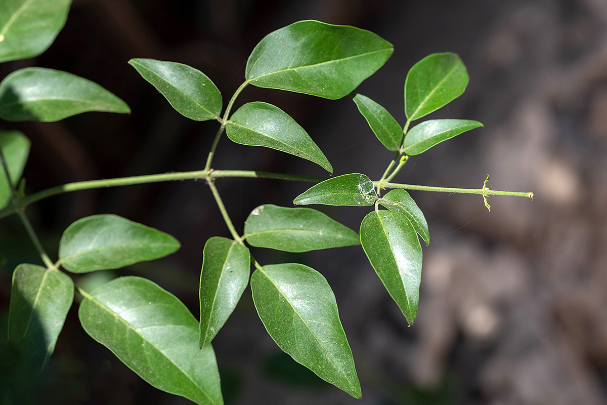 Image of genus Jasminum specimen.