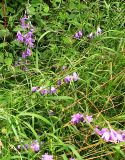 Campanula rapunculoides. Цветущие растения в луговом травостое. Псковская область, Себежский р-н, окр. с. Осыно. 27 августа 2007 г.