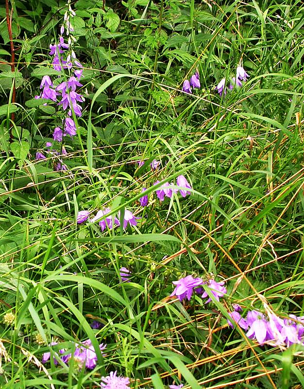 Изображение особи Campanula rapunculoides.